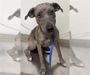 Catahoula Leopard Dog-Unknown Mix Dogs for adoption in Bakersfield, CA, USA