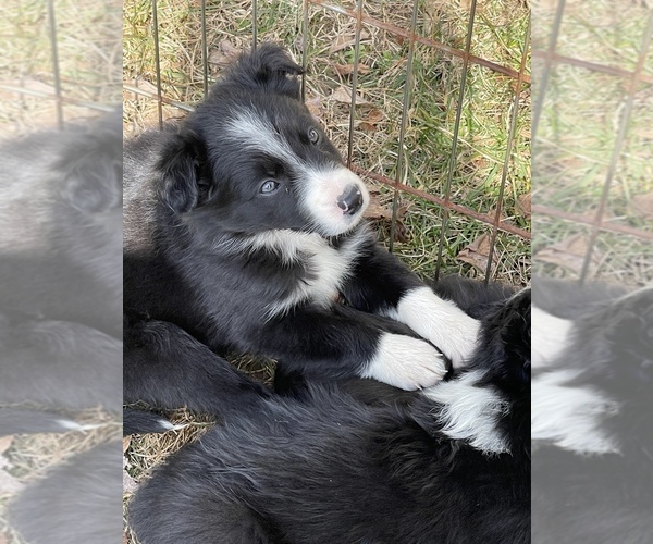 Medium Photo #7 Border Collie Puppy For Sale in NEW WINDSOR, MD, USA