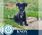 Small Photo #8 Great Pyrenees-Unknown Mix Puppy For Sale in Kimberton, PA, USA