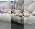 Small #1 American Bulldog-Australian Shepherd Mix