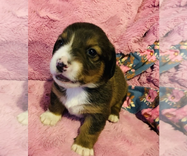 Medium Photo #1 Dorgi Puppy For Sale in HURST, IL, USA