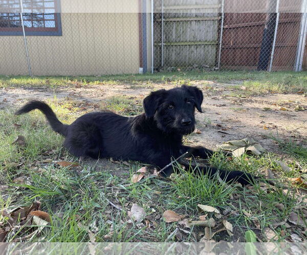 Medium Photo #6 Mutt Puppy For Sale in McKinney, TX, USA