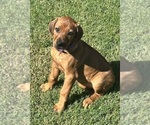Small #1 Rhodesian Ridgeback