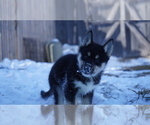 Small Photo #8 Siberian Husky Puppy For Sale in FORT PLAIN, NY, USA