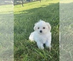 Small #5 Maltese