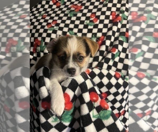 Medium Photo #9 Shorkie Tzu Puppy For Sale in LEBANON, OR, USA