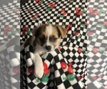 Small #8 Shorkie Tzu