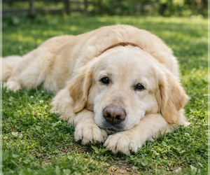 Golden Retriever Dogs for adoption in Grovertown, IN, USA