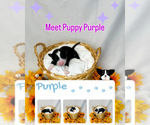 Puppy Puppy PURPLE Portuguese Water Dog