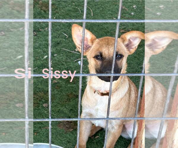 Medium Photo #1 Mutt Puppy For Sale in Turlock, CA, USA