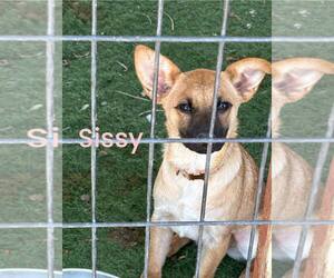 Mutt Dogs for adoption in Turlock, CA, USA