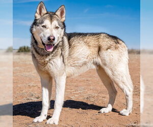 Siberian Husky Dogs for adoption in Omaha, NE, USA