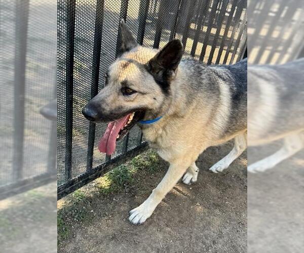 Medium Photo #1 German Shepherd Dog Puppy For Sale in Riverside, CA, USA