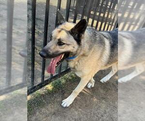 German Shepherd Dog Dogs for adoption in Riverside, CA, USA