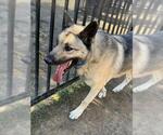 Small German Shepherd Dog