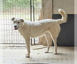Small Great Pyrenees Mix