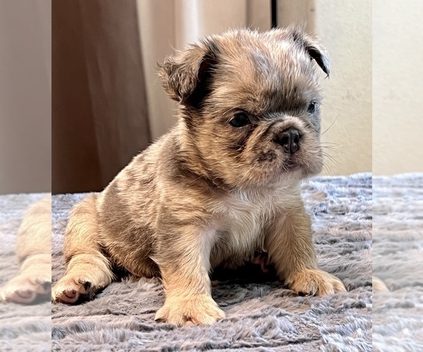 Medium Photo #16 English Bulldog Puppy For Sale in PHILADELPHIA, PA, USA