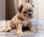 Small #15 English Bulldog