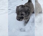 Small Photo #12 Aussiedoodle-Poodle (Standard) Mix Puppy For Sale in COMMERCE, MI, USA
