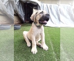 Small #5 Cane Corso