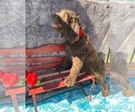 Small Photo #5 Goldendoodle Puppy For Sale in OMAHA, NE, USA