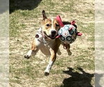 Small #11 Jack Russell Terrier Mix