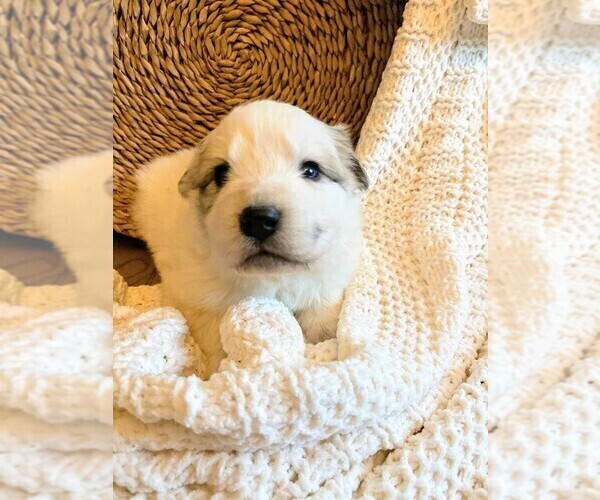 Medium Photo #17 Great Pyrenees Puppy For Sale in FALCON, CO, USA