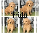 Small Photo #6 Goldendoodle Puppy For Sale in BOWLING GREEN, KY, USA