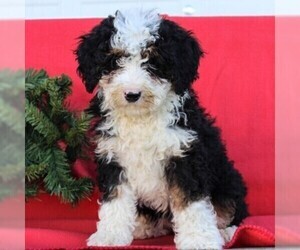 Bernedoodle-Poodle (Miniature) Mix Puppy for sale in EAST EARL, PA, USA
