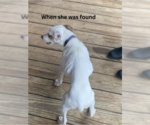 Small #6 Jack Russell Terrier Mix
