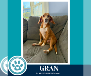 Beagle-Unknown Mix Dogs for adoption in Kimberton, PA, USA