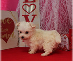 Small Photo #17 Maltese Puppy For Sale in CHANUTE, KS, USA