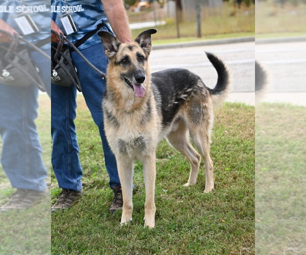 Medium Photo #3 German Shepherd Dog Puppy For Sale in Glen Allen, VA, USA
