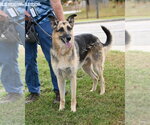 Small Photo #3 German Shepherd Dog Puppy For Sale in Glen Allen, VA, USA