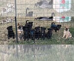 Litter of 7 - Male(s) and Female(s) ShollieLitter of Puppies for Sale - Photo #4
