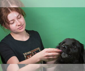 Luna - Female Retriever -Unknown Mix Dog for Adoption - Photo #3