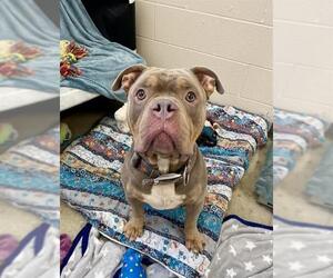 Mutt Dogs for adoption in Fort Wayne, IN, USA