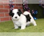 Small #15 Morkie