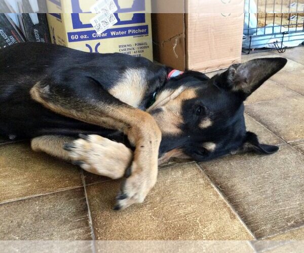 Medium Photo #3 Australian Kelpie-Labrador Retriever Mix Puppy For Sale in Alvin, TX, USA