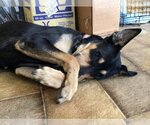 Small #2 Australian Kelpie-Labrador Retriever Mix