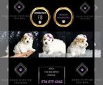 Small Photo #95 Maltipoo Puppy For Sale in WARSAW, IN, USA