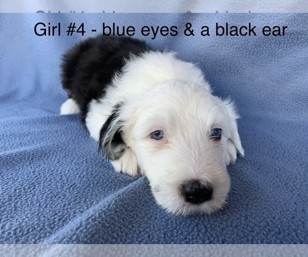 Medium Photo #7 Old English Sheepdog Puppy For Sale in MESA, AZ, USA