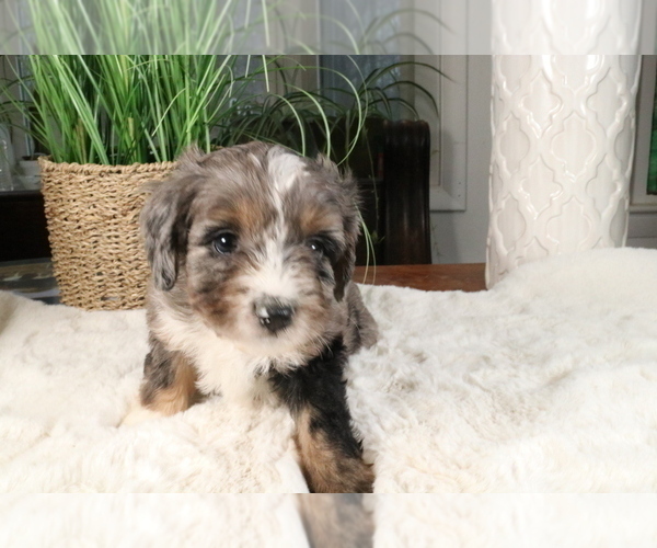 Medium Photo #400 Aussiedoodle Miniature  Puppy For Sale in STAFFORD, VA, USA