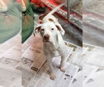 Small #3 Boxer-Coonhound Mix