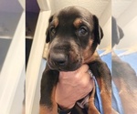 Small Photo #5 Doberman Pinscher Puppy For Sale in BEGGS, OK, USA
