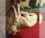 Small #10 Jack Russell Terrier Mix