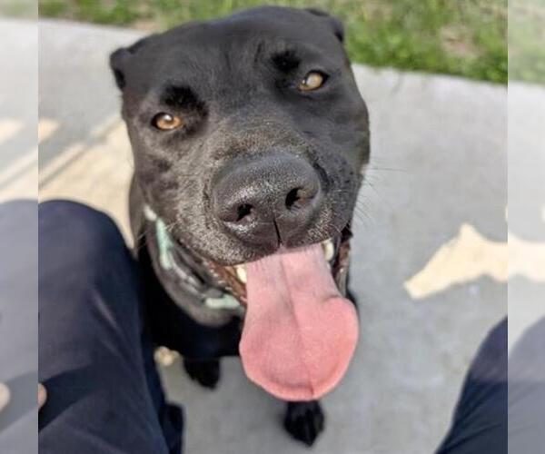 Medium Photo #2 Labrador Retriever-Unknown Mix Puppy For Sale in Houston, TX, USA