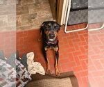 Small #4 Doberman Pinscher