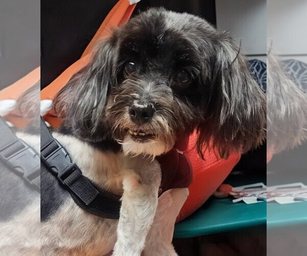Medium Photo #1 Havanese Puppy For Sale in Oakland Park, FL, USA