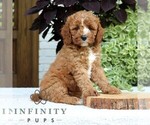 Image preview for Ad Listing. Nickname: Bentley